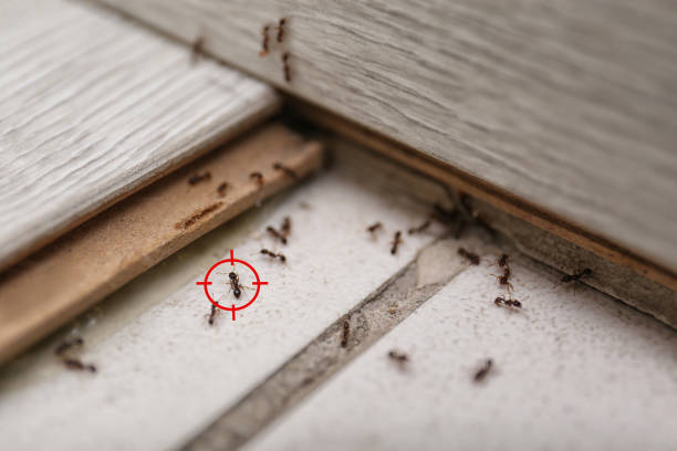 Pest Control for Restaurants in Cavalero, WA