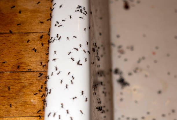 Best Wildlife Control Services  in Cavalero, WA